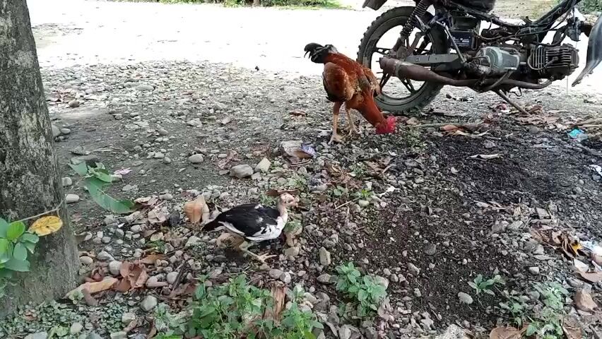 A rooster and a chick forage on a gravelly, leaf-strewn ground in front of a motorcycle. The rooster, with brown and red feathers, pecks at the ground while a black and white chick scratches near its feet. The motorcycle is parked on the right side of the frame. A tree trunk is visible on the left, with green leaves extending into the frame. The background is out of focus and appears to be an outdoor, possibly rural, setting.