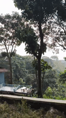 Journey through dense pine forest documented in Babakan Madang