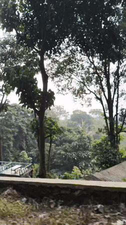 Journey through dense pine forest documented in Babakan Madang