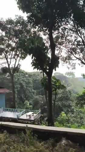 Journey through dense pine forest documented in Babakan Madang