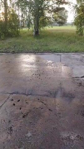 The video shows a wet, cracked concrete surface, possibly a driveway or patio, with patches of dark wetness and some debris. In the background, there is a grassy embankment with several trees. The sun appears to be low in the sky, casting long shadows and creating reflections on the wet surface. The overall impression is of an outdoor scene in the early morning or late evening, after rain.