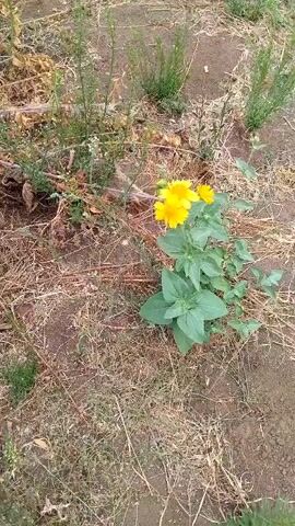 The video pans across a patch of dry, unkempt ground. In the center of the frame, a small plant with vibrant yellow flowers stands out against the muted tones of the surroundings. The plant has several green leaves and is surrounded by dry grass and sparse vegetation. The camera moves slowly, offering a closer look at the plant and its delicate blooms, before continuing to reveal more of the dry, natural environment.