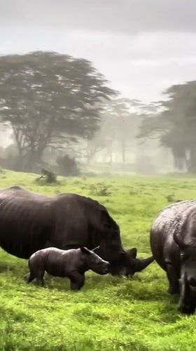 Polish witness captures diverse memories: rhinos, landscapes, gaming sessions