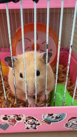 The video shows a hamster in a pink cage. The hamster is light brown and is sitting in the corner of the cage, eating something. The cage is decorated with stickers of cartoon characters. There is an orange hamster wheel in the background. The cage is filled with wood shavings.