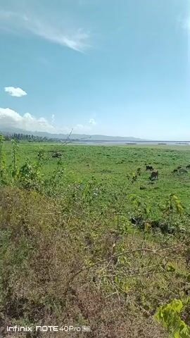 The video shows a pastoral scene with a wide expanse of green grassland under a clear blue sky with scattered clouds. In the distance, a body of water, possibly a lake or river, is visible. Several dark-colored animals, likely cattle, are grazing in the middle ground of the grassland. The foreground features some dry brush and green leafy plants. The video appears to be filmed outdoors during the daytime. The bottom of the frame displays a watermark indicating it was recorded on an "infinix NOTE 40 Pro" phone.