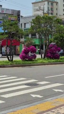 The video shows a street scene with a crosswalk in the foreground. Behind the crosswalk is a median strip with trees and flowering bushes. In the background are buildings and a light pole. A person is walking across the street in the distance. The sky is cloudy.