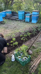Spring gardening and tomato planting documented in Varna, Bulgaria