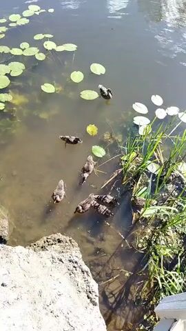 A high-angle shot shows a group of ducks swimming in a pond. The water is murky and has lily pads floating on the surface. Tall green grass grows along the right edge of the pond. A rocky edge is visible on the left side of the frame, with a white railing or structure extending from the bottom right corner. The ducks appear to be foraging or interacting with each other in the shallow water near the edge. Sunlight is reflecting off the water.