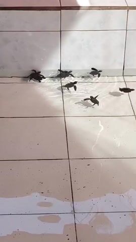 The video shows a high-angle view of a shallow, rectangular pool with white tiles and dark grout lines. Approximately ten small, dark-shelled baby sea turtles are active in the clear, shallow water, which barely covers the bottom of the pool. Some turtles are swimming near the far edge of the pool, while others are moving across the center. Sunlight illuminates the scene, casting reflections on the water and creating soft shadows on the pool's tiled floor. The top edge of the pool shows a darker border and a glimpse of green foliage beyond.