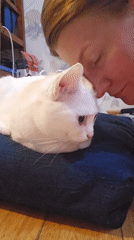 Quiet evening with cats captured in Krasnodar home