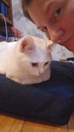 Quiet evening with cats captured in Krasnodar home