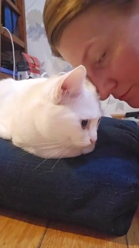 Quiet evening with cats captured in Krasnodar home