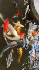 Koi ponds, peacocks, and poolside eats at a Denpasar resort