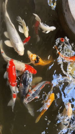 Koi ponds, peacocks, and poolside eats at a Denpasar resort