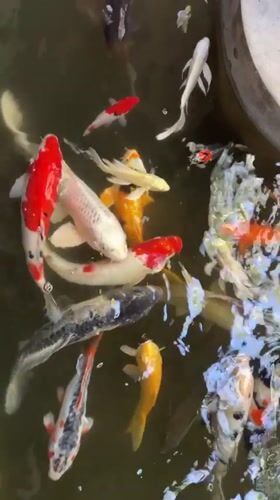 Koi ponds, peacocks, and poolside eats at a Denpasar resort