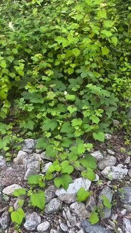 The video shows a close-up view of lush green foliage and rocky ground. In the center of the frame, a small white object, possibly a butterfly, is briefly visible among the leaves. The camera movement is subtle, suggesting a slight sway or panning motion. The scene appears to be outdoors, possibly in a natural setting like a forest or garden, with abundant plant life and scattered rocks. The lighting is natural, indicating daytime.