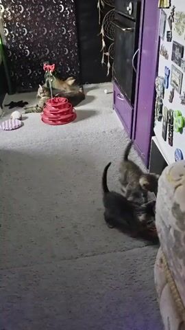 This video shows kittens playing on a gray carpeted floor. There is a red cat toy and a white ball on the floor near some cats lying down in the background. In the foreground, two kittens are interacting with an orange object. The room appears to be a living space with furniture and decorations, including a purple cabinet and a refrigerator with magnets on it. A person's foot is visible in the bottom left corner of the frame.