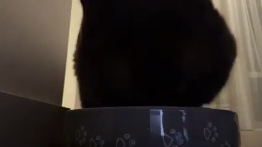 A black cat is eating out of a blue food dish decorated with paw prints. The camera is placed on the floor, focusing upward at the cat. A window with a white curtain is visible in the background. The cat is actively eating, moving its head and tongue. Part of a wall is visible to the left of the food dish.