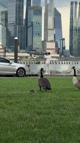 The video shows a park with grass in the foreground. In the middle ground, there is a body of water and a man holding a baby. In the background, there are tall buildings that appear to be skyscrapers. There are also three geese and one gosling on the grass. A silver car is parked on the left side of the frame. The sky is overcast.