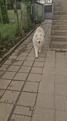 Early morning life documented in Kostenets: pets, selfies, cherry tree