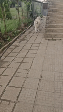 Early morning life documented in Kostenets: pets, selfies, cherry tree