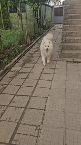 Early morning life documented in Kostenets: pets, selfies, cherry tree