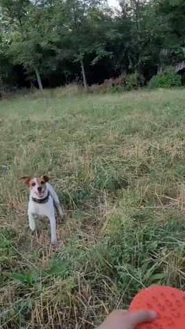 A dog is playing frisbee in a field. The dog is a small, white and brown Jack Russell Terrier. The dog is running and jumping to catch the frisbee. The field is dry and grassy with trees and bushes in the background. There is an abandoned house in the distance. The video is filmed from the perspective of the person throwing the frisbee.