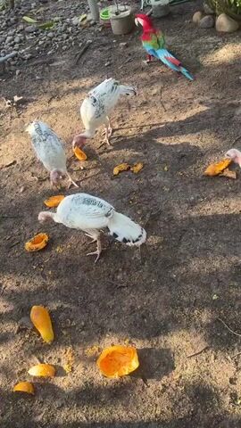 A flock of white turkeys and two macaws are in a dirt yard. The turkeys are eating pieces of orange fruit scattered on the ground. One macaw, predominantly green with red and blue accents, is standing near some of the turkeys. Another macaw, yellow and blue, is perched on a wooden pole to the left. Behind the birds, there is lush green foliage, a red-roofed structure, and various outdoor elements like rocks and plumbing pipes. The lighting suggests it is daytime, possibly late afternoon, with sunlight casting shadows.