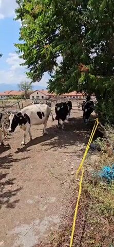 The video shows a herd of black and white cows walking down a dirt path. The cows are in a rural setting, with trees and farm buildings visible in the background. The sun is shining, and the sky is blue with some clouds. The cows appear to be moving from one pasture to another.