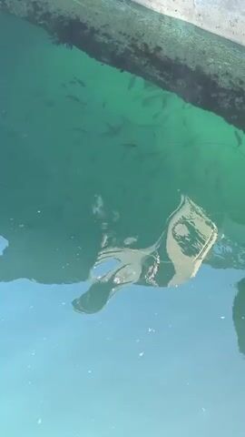The video shows a school of fish swimming in clear, turquoise water. The water is calm, and the reflection of a white building with a red-tiled roof is visible on its surface. A submerged concrete structure, possibly part of a pier or dock, is also visible along the top edge of the frame. The overall impression is one of tranquility and natural beauty. The time of day appears to be daytime, with bright sunlight reflecting off the water. The weather seems to be clear and pleasant, ideal for being outdoors. The location in Lødingen, Norway, suggests a coastal setting, likely a harbor or a sheltered bay, given the presence of the building and the boat-like structure. The abundance of fish suggests a healthy marine ecosystem. No people are visible in the video. The scene evokes a sense of peace and serenity, with the natural elements taking center stage.
