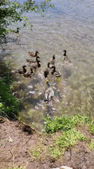 Ducks and swimmer enjoy sunny afternoon at French river