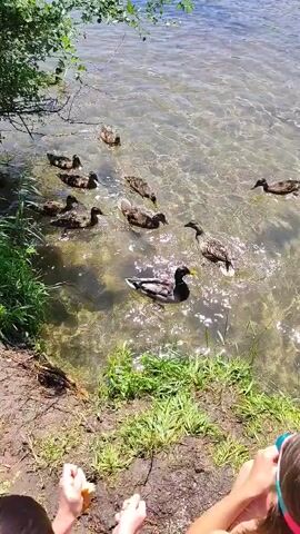The video shows a flock of ducks swimming in a lake. The ducks are mostly brown and black, and they are paddling around in the shallow water near the shore. The water is clear, and the bottom of the lake is visible. There is grass and some foliage on the shore. The sun is shining, and the water is sparkling.
