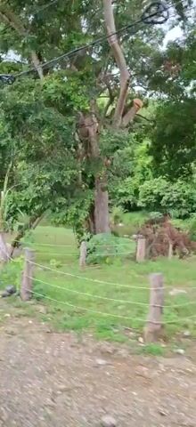The video shows a view from a moving vehicle. The scene is predominantly green with lush vegetation, including trees and grass. There is a wooden fence in the foreground. A body of water, possibly a river or stream, is visible in the middle ground, with trees on the opposite bank. Further along, a building with a yellow and blue awning is seen, with a black car parked in front of it. The building has signage that includes the word "POLAR". The weather appears to be overcast.