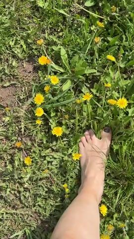 The video shows a bare foot with black painted toenails stepping on grass and dandelions in a field. The field is full of green grass and yellow dandelions. The camera angle is looking down at the ground.