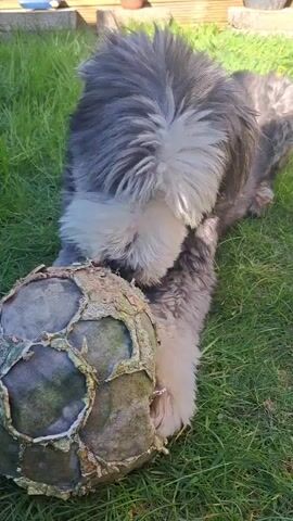A shaggy dog, likely an Old English Sheepdog or similar breed, with grey and white fur, is featured in a close-up video. Its long hair covers its eyes, typical of the breed. The dog is lying on green grass outdoors, appearing to be in a garden or backyard. In the background, hints of wooden structures and potted plants are visible.

The main activity involves the dog intently chewing and pulling at a heavily worn, deflated, and partially shredded soccer ball. The ball's surface is ripped and peeling, revealing its inner layers. The dog uses its front paws to hold the ball steady against the ground while its mouth works on the damaged surface. The lighting suggests a bright, sunny day, with clear shadows cast on the grass. The dog appears focused and engaged with its well-loved toy. No people or text are visible in the video.
