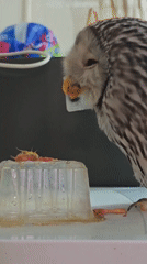 Owl feeds from a plastic container in Abakan