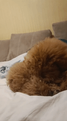 Brown poodle dozing on a white-sheeted bed