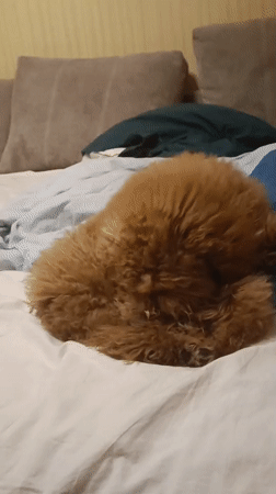 Brown poodle dozing on a white-sheeted bed