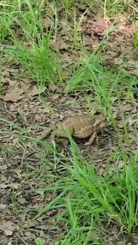 The video shows a toad on the ground, which is covered with green grass and fallen leaves. The toad is moving slowly.