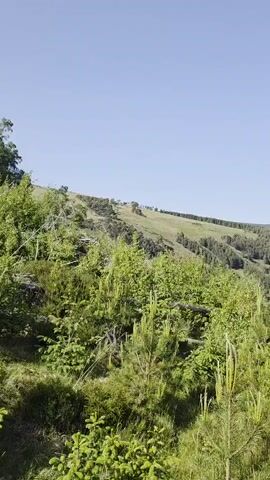 The video shows a landscape with a view of rolling green hills and a forest, with a small lake visible in the distance. The foreground is filled with lush green bushes and small evergreen trees, suggesting a natural, possibly mountainous environment. The sky is clear and blue, indicating a sunny day. The camera pans slowly, revealing more of the landscape and the lake. The video focuses on the natural beauty of the area, showing the different shades of green in the vegetation and the clear sky above.