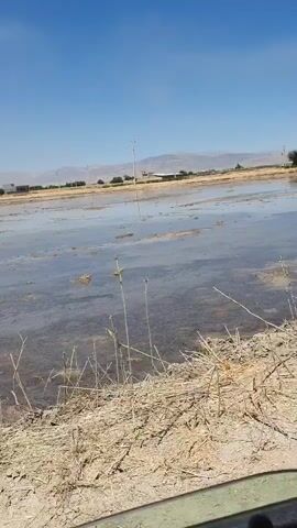 The video shows a flooded agricultural field under a clear blue sky. The water is shallow, reflecting the sky and the distant mountains. In the foreground, dry brush and straw are visible along the edge of the field. There are thin poles sticking out of the water at intervals, possibly markers or supports for irrigation. A few distant buildings and trees can be seen on the horizon. The camera appears to be mounted on a vehicle, as evidenced by the slight jolt and tilt of the frame. There are no people or animals visible in the video. The overall scene depicts a rural landscape being prepared for or undergoing irrigation.
