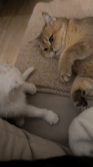 Cats rest peacefully in Yekaterinburg home during evening hours