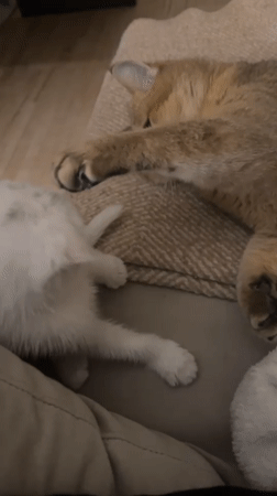 Cats rest peacefully in Yekaterinburg home during evening hours