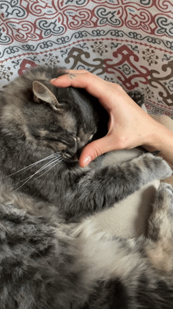 Quiet afternoon moments captured in Vicente López neighborhood