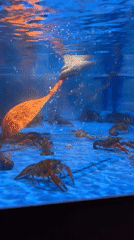 Customer selects live crawfish from illuminated tank in China
