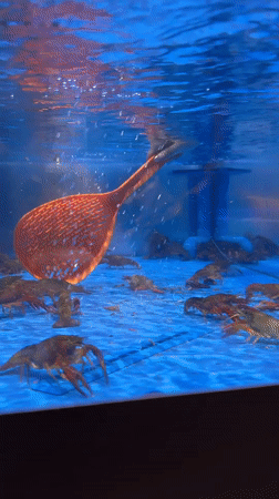 Customer selects live crawfish from illuminated tank in China