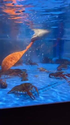 Customer selects live crawfish from illuminated tank in China