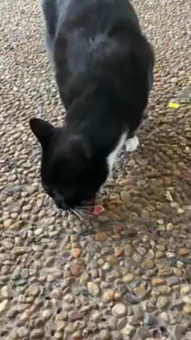 A black and white cat stands on a surface covered with small pebbles and eats pieces of meat scattered around it. The cat's head is lowered as it focuses on the food, and the camera angle is from directly above. The background is blurred, keeping the focus on the cat and the immediate surroundings.