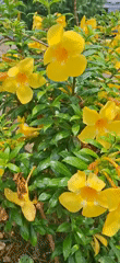 Water-dropped yellow flowers documented in Tinaquillo, Venezuela