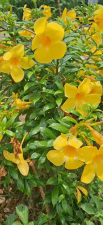 Water-dropped yellow flowers documented in Tinaquillo, Venezuela
